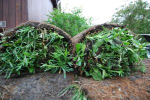 Kräuter Rollmatte - Verlegt Ende April