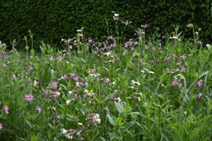 Kräuter Rollmatte - Blütenpracht Ende Mai