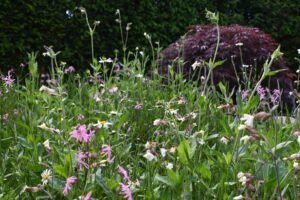 Kräuter Rollmatte - Blütenpracht Ende Mai