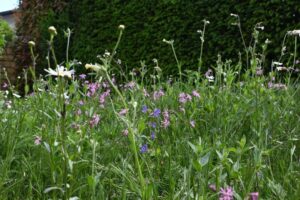 Kräuter Rollmatte - Blütenpracht Ende Mai