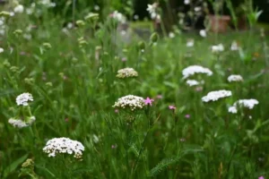 Kräuter Rollmatte - Pflanzenfülle Ende Juni