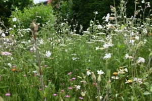Kräuter Rollmatte - Pflanzenfülle Ende Juni