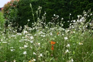 Kräuter Rollmatte - Pflanzenfülle Ende Juni