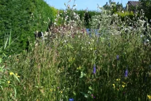 Kräuter Rollmatte - Stete Vielfalt Ende Juli